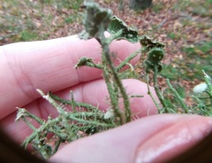 Usnea cirrosa