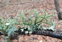 Usnea intermedia