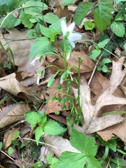 Claytonia virginica