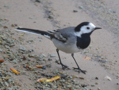 Motacilla alba