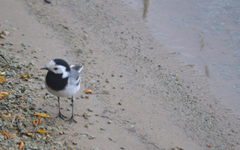 Motacilla alba