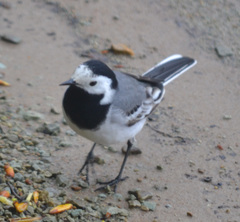 Motacilla alba