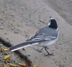 Motacilla alba