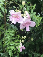 Podranea