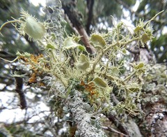 Usnea cirrosa