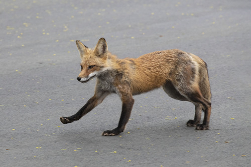 Red Fox photographed in Connecticut