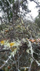 Usnea cirrosa