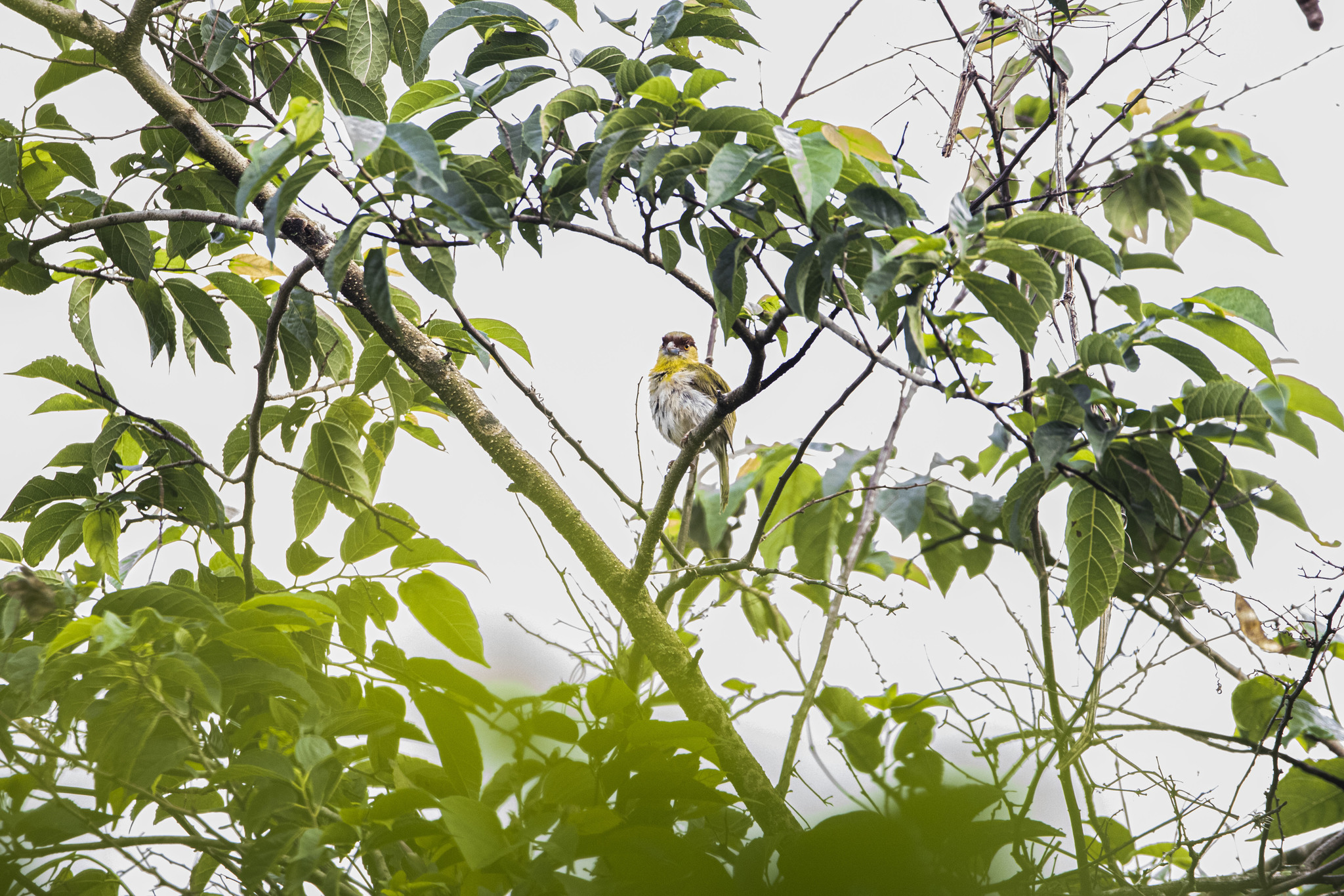 Vireonidae image