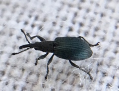 Ceratapion gibbirostre