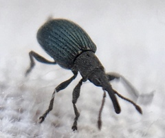 Ceratapion gibbirostre