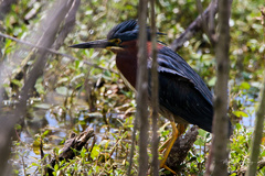 Butorides virescens image