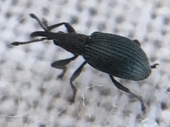 Ceratapion gibbirostre