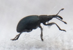 Ceratapion gibbirostre