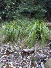 Carex lancea