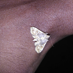 Omphisa anastomosalis