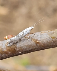Ypsolopha asperella