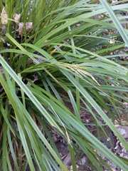 Carex lancea