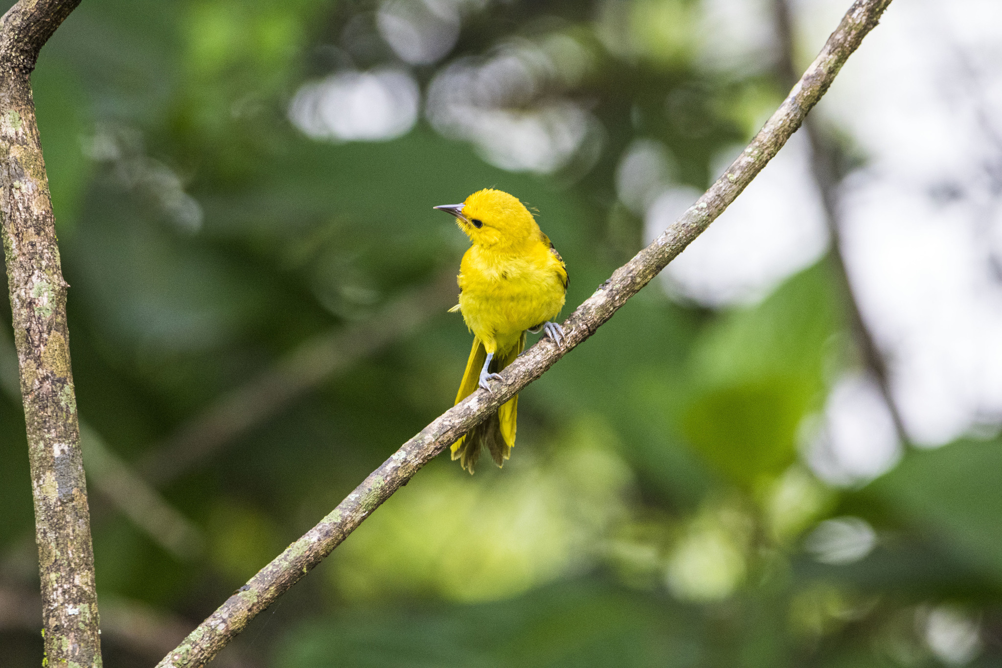 Icterus mesomelas image