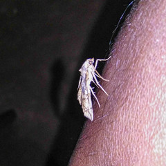 Omphisa anastomosalis