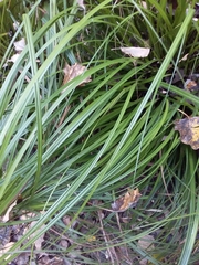 Carex lancea
