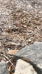 Sceloporus variabilis