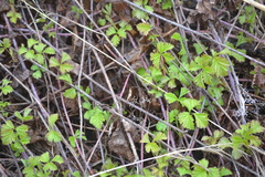 Rubus caesius