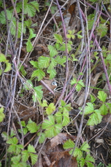 Rubus caesius