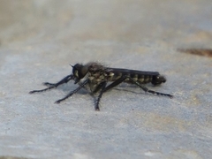 Lasiopogon