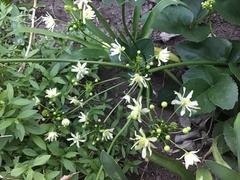 Knowltonia vesicatoria