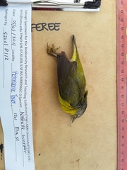 Leiothlypis ruficapilla