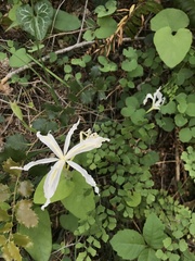 Iris tenuissima