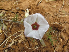 Convolvulus laciniatus
