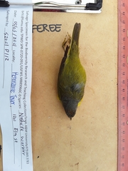 Leiothlypis ruficapilla