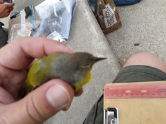 Leiothlypis ruficapilla