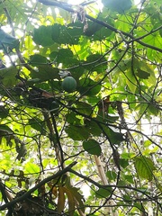 Passiflora