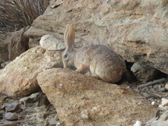 Pronolagus randensis