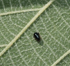 Aphthona formosana
