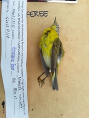 Leiothlypis ruficapilla