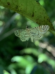 Image of Aulacodes traversalis