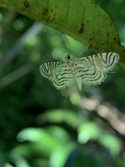 Aulacodes traversalis