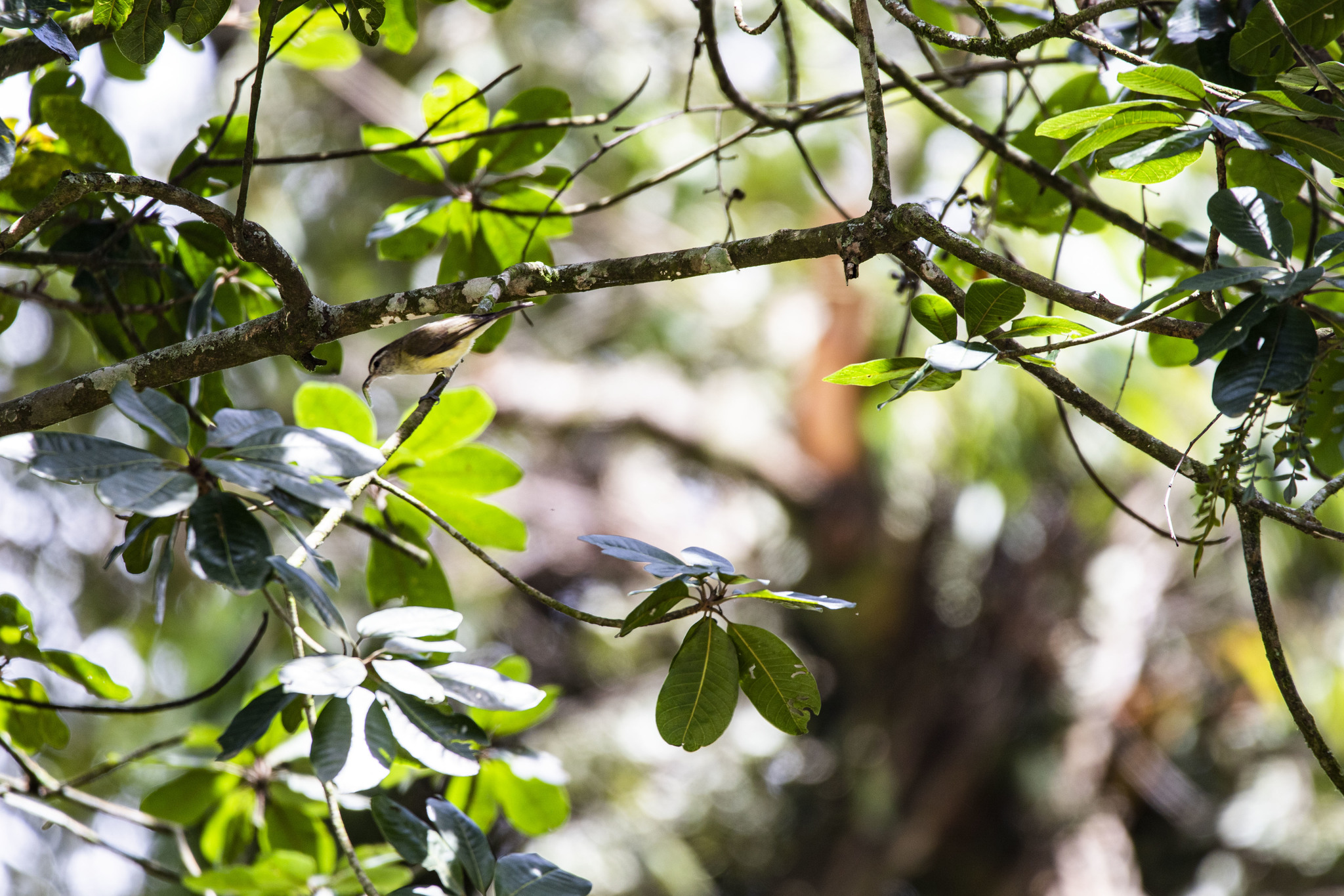 Vireo leucophrys image