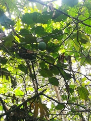 Passiflora