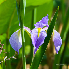 Iris savannarum