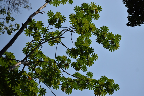Cecropia obtusifolia - Leaves
