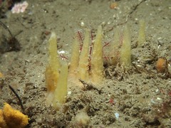 Ciocalypta penicillus