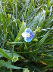 Veronica persica