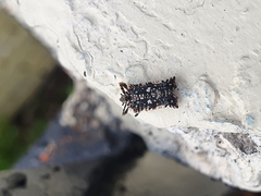 Elasmoscelis perforata