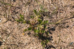 Trifolium hybridum