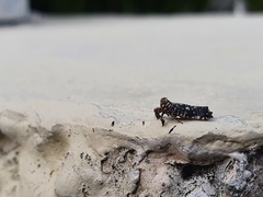 Elasmoscelis perforata