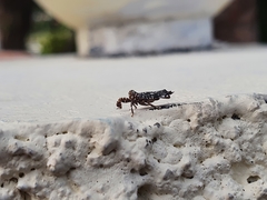 Elasmoscelis perforata